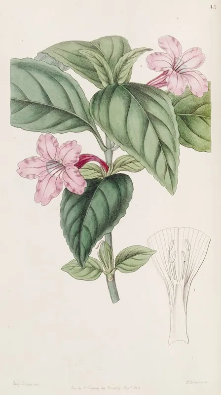 Lilac Flowered Ruellia 2 Wall Art by Sydenham Edwards - High-Resolution Digital Print