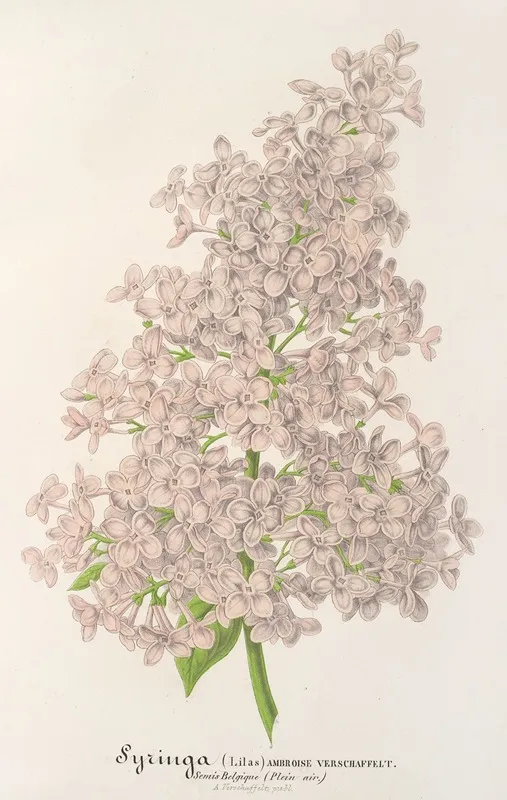 Lilas Ambroise Verschaffett Wall Art by Charles Antoine Lemaire - High-Resolution Digital Print