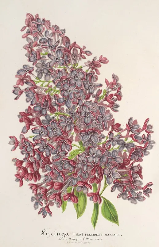 Lilas President Massart Wall Art by Charles Antoine Lemaire - High-Resolution Digital Print