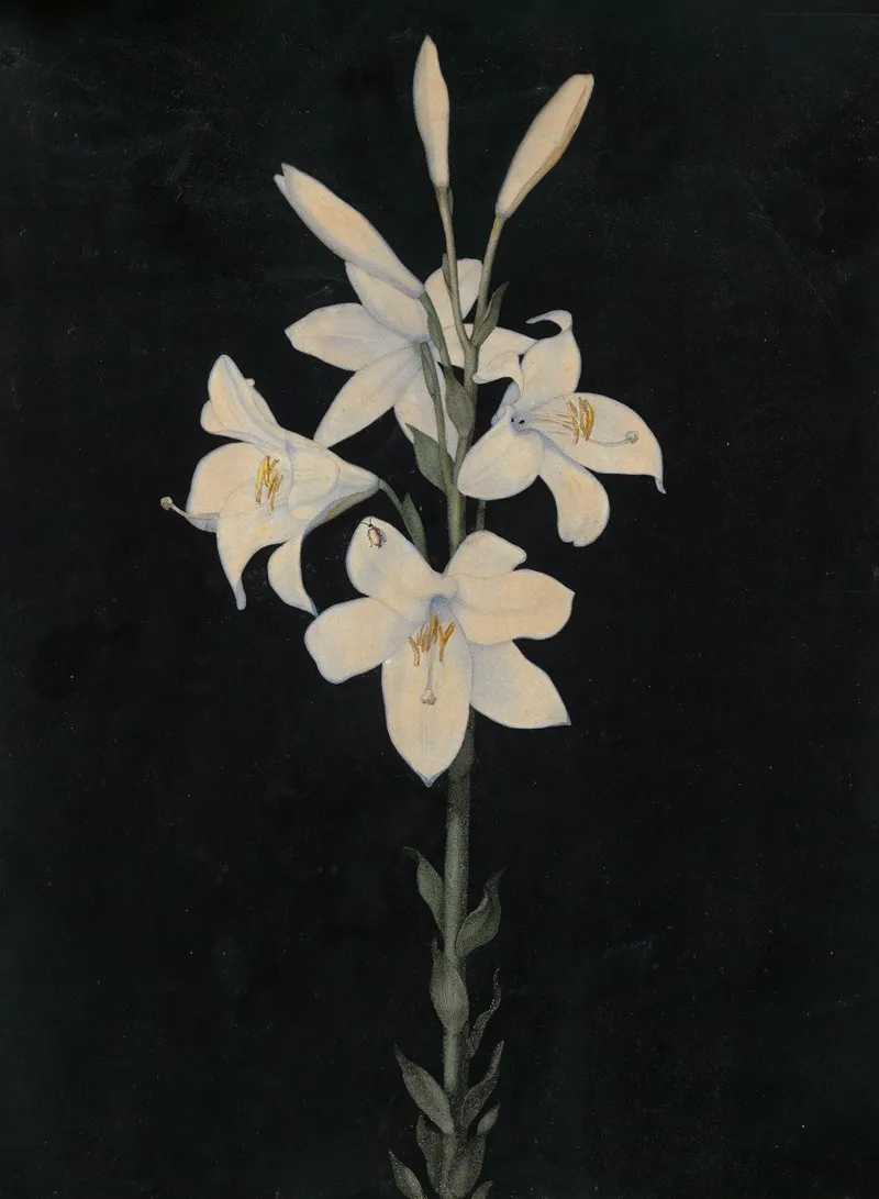 Lilienstengel Auf Schwarzem Grund Wall Art by Georg Philipp Schmitt - High-Resolution Digital Print
