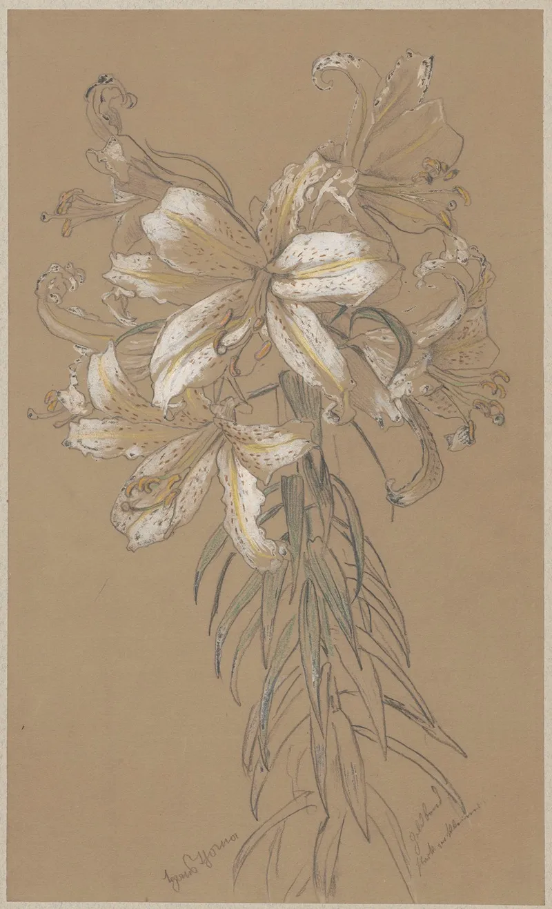 Lilies 6