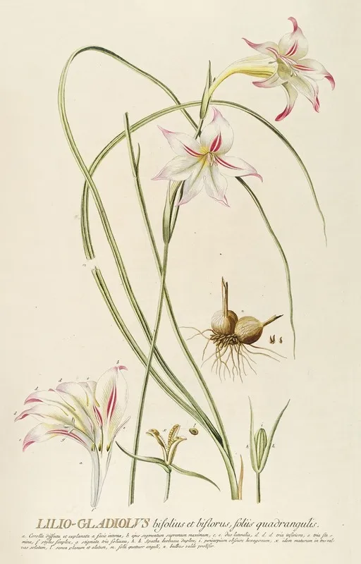 Lilio Gladiolus Wall Art by Georg Dionysius Ehret - High-Resolution Digital Print
