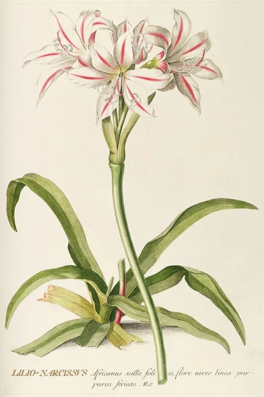 Lilio Narcissus Wall Art by Georg Dionysius Ehret - High-Resolution Digital Print