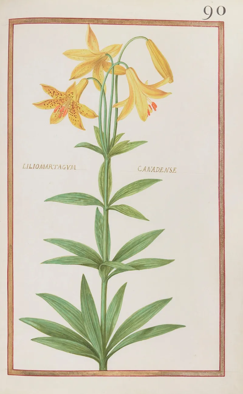 Liliomartagum Canadense Wall Art by Daniel Rabel - High-Resolution Digital Print
