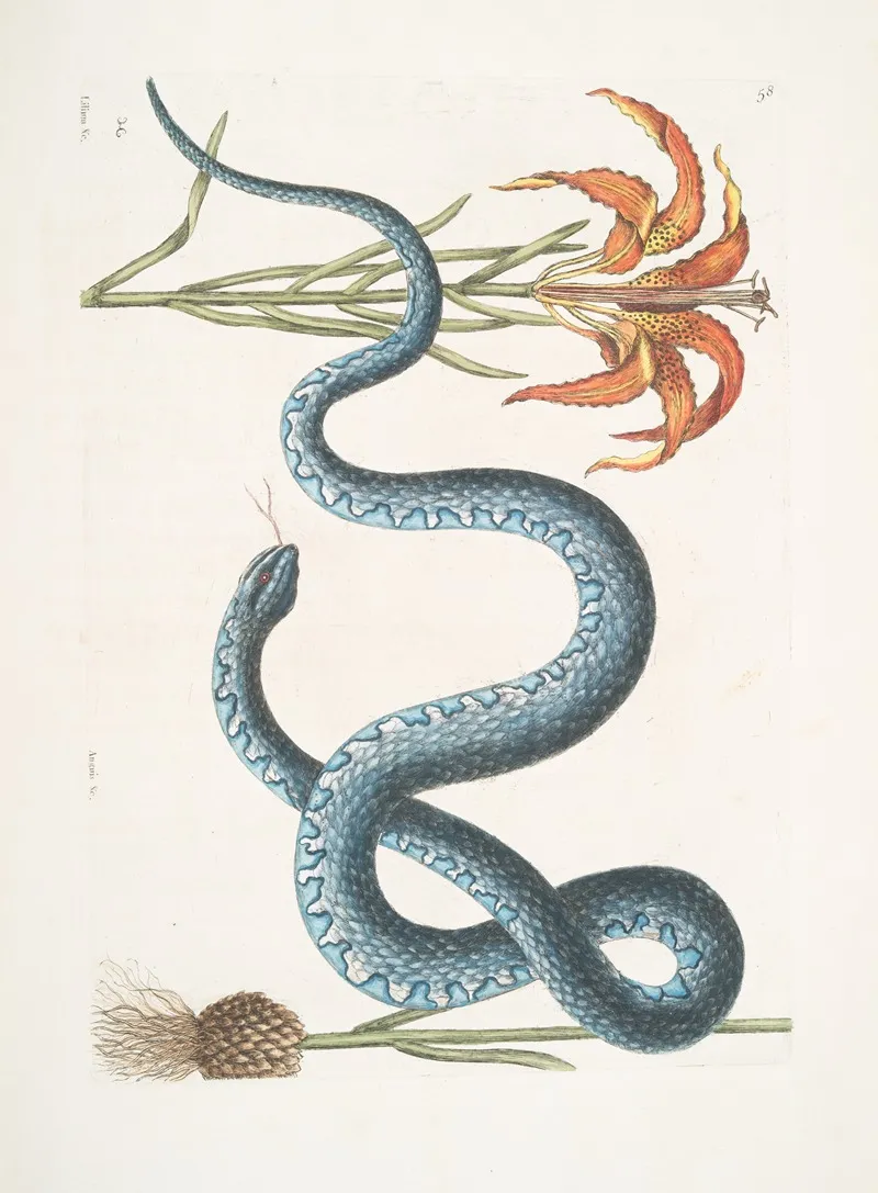 Lilium Anguis C The Wampum Snake Wall Art by Mark Catesby - High-Resolution Digital Print