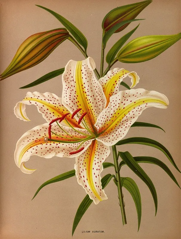 Lilium Auratum 2 Wall Art by Arentina Hendrica Arendsen - High-Resolution Digital Print