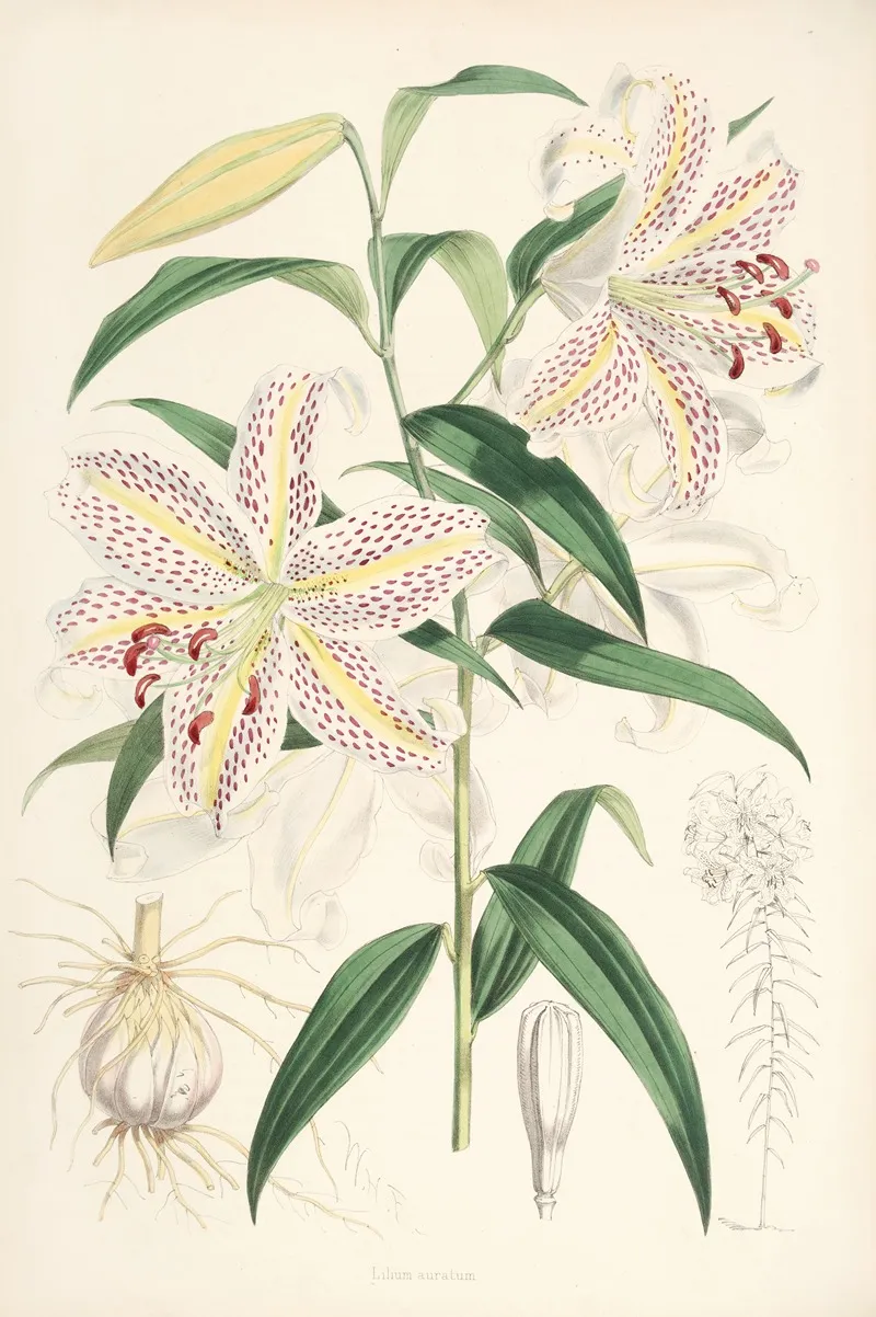 Lilium Auratum 3 Wall Art by Walter Hood Fitch - High-Resolution Digital Print