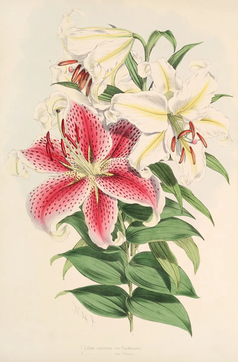Lilium Auratum Var Parkmanm Wall Art by Walter Hood Fitch - High-Resolution Digital Print