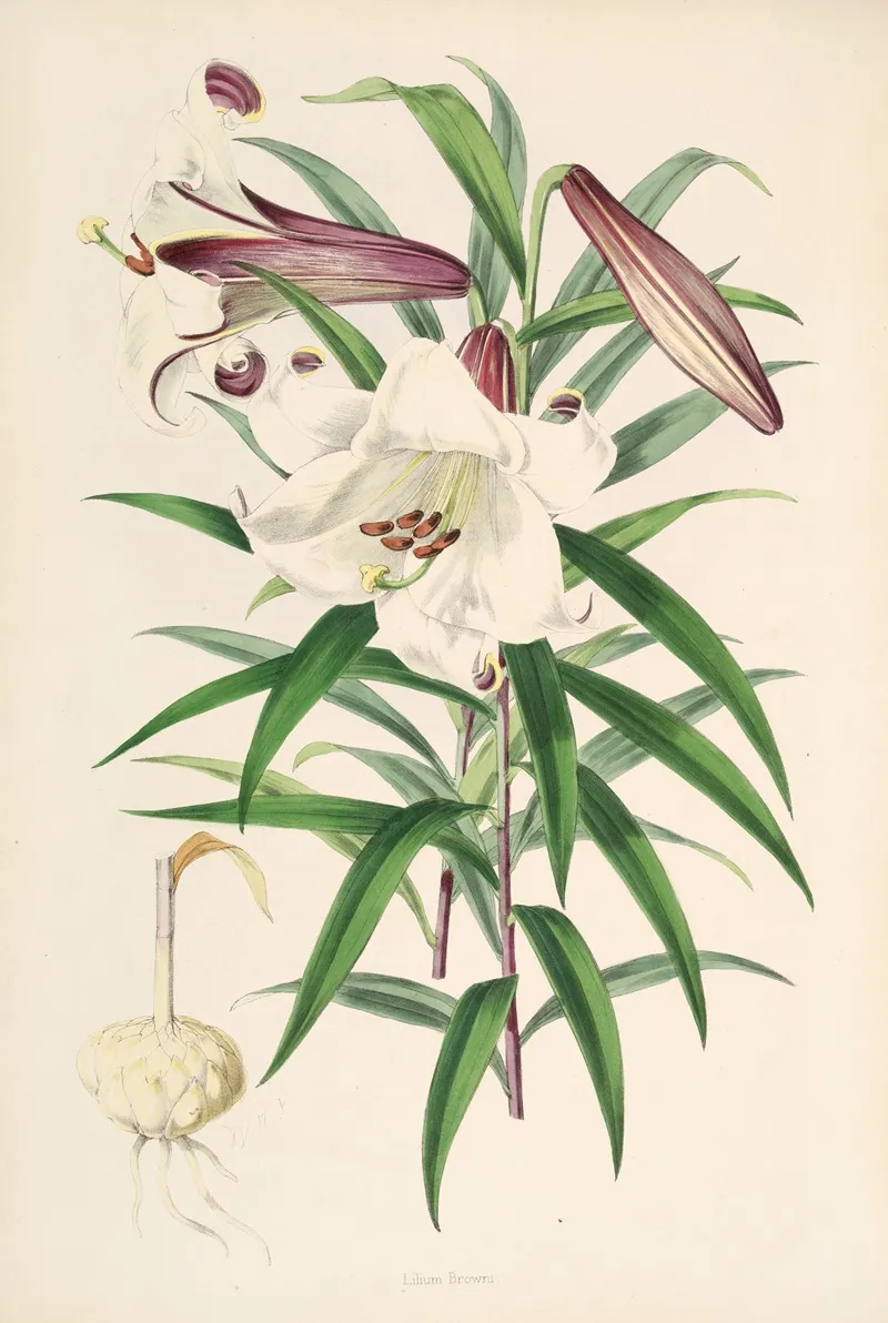 Lilium Browni Wall Art by Walter Hood Fitch - High-Resolution Digital Print