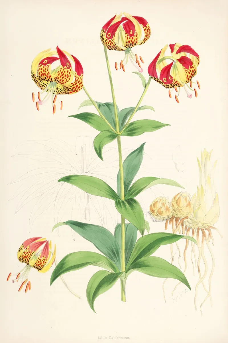 Lilium Californicum Wall Art by Walter Hood Fitch - High-Resolution Digital Print