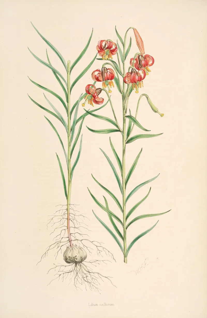 Lilium Callosum Wall Art by Walter Hood Fitch - High-Resolution Digital Print