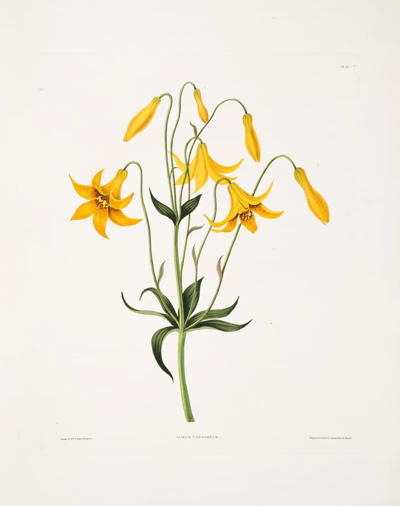 Lilium Canadense Canada Lily Wild Yellow Lily 2 Wall Art by Priscilla Susan Bury - High-Resolution Digital Print
