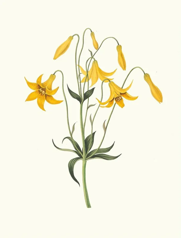Lilium Canadense Canada Lily Wild Yellow Lily Wall Art by Priscilla Susan Bury - High-Resolution Digital Print