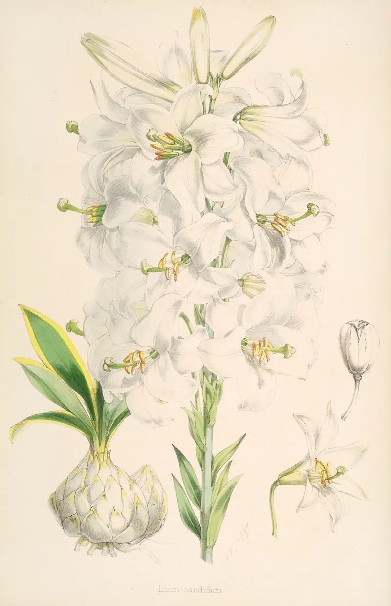 Lilium Candidum 3 Wall Art by Walter Hood Fitch - High-Resolution Digital Print