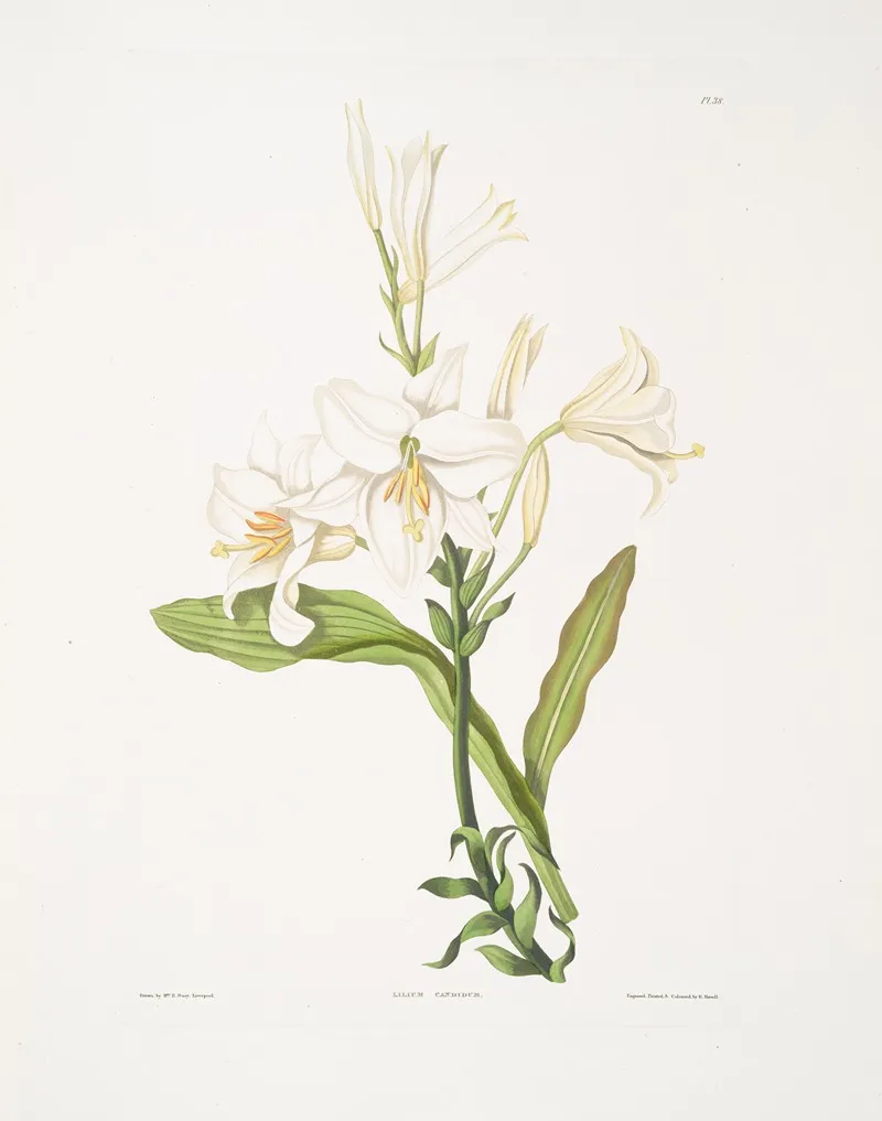 Lilium Candidum 4 Wall Art by Priscilla Susan Bury - High-Resolution Digital Print