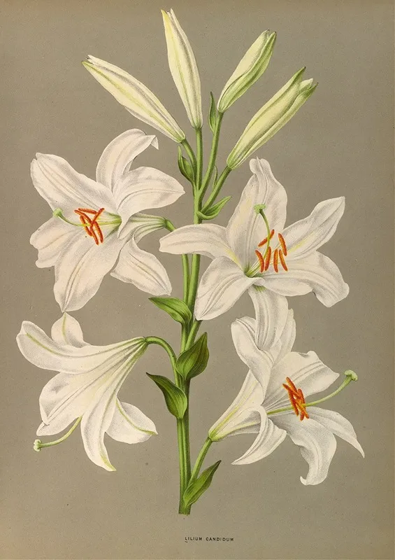 Lilium Candidum Wall Art by Arentina Hendrica Arendsen - High-Resolution Digital Print