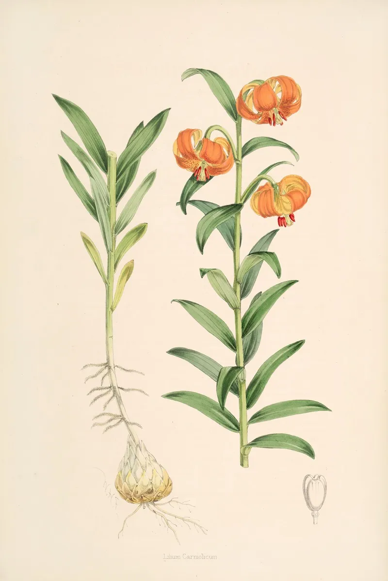 Lilium Carniolicum Wall Art by Walter Hood Fitch - High-Resolution Digital Print