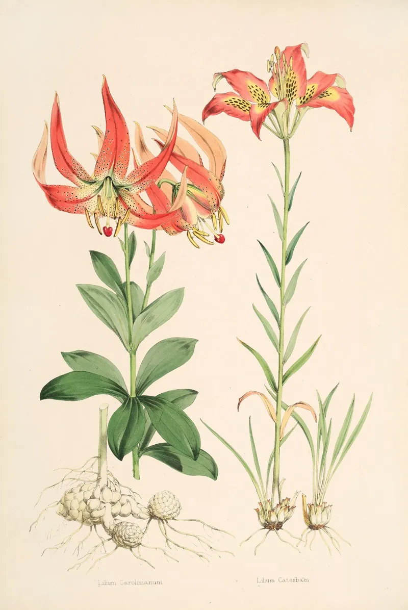 Lilium Carolinianum Wall Art by Walter Hood Fitch - High-Resolution Digital Print