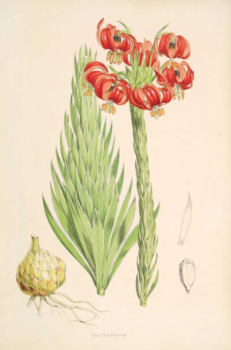 Lilium Chalcedonicum 2 Wall Art by Walter Hood Fitch - High-Resolution Digital Print