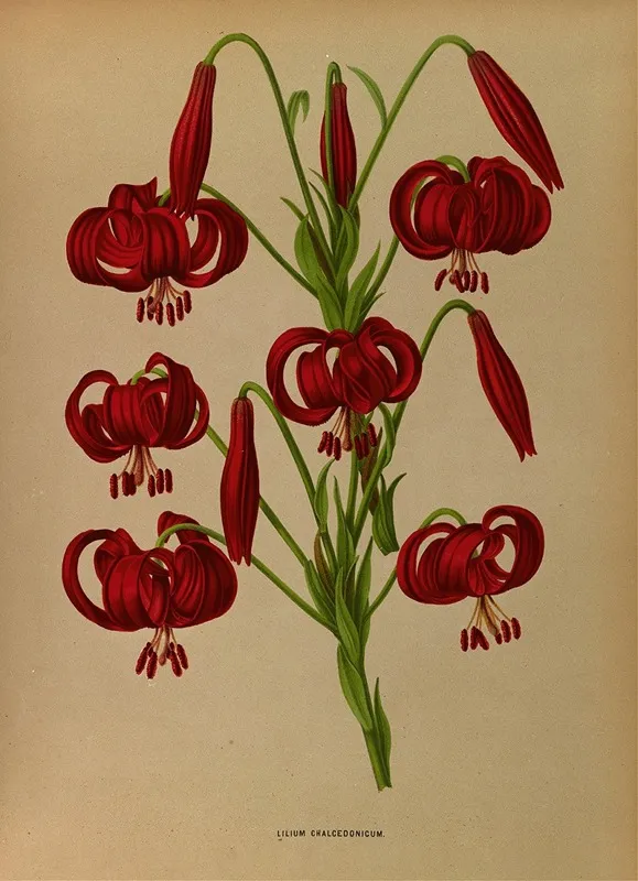 Lilium Chalcedonicum Wall Art by Arentina Hendrica Arendsen - High-Resolution Digital Print