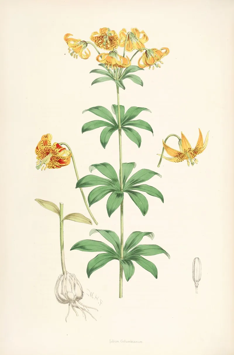 Lilium Columbianum Wall Art by Walter Hood Fitch - High-Resolution Digital Print