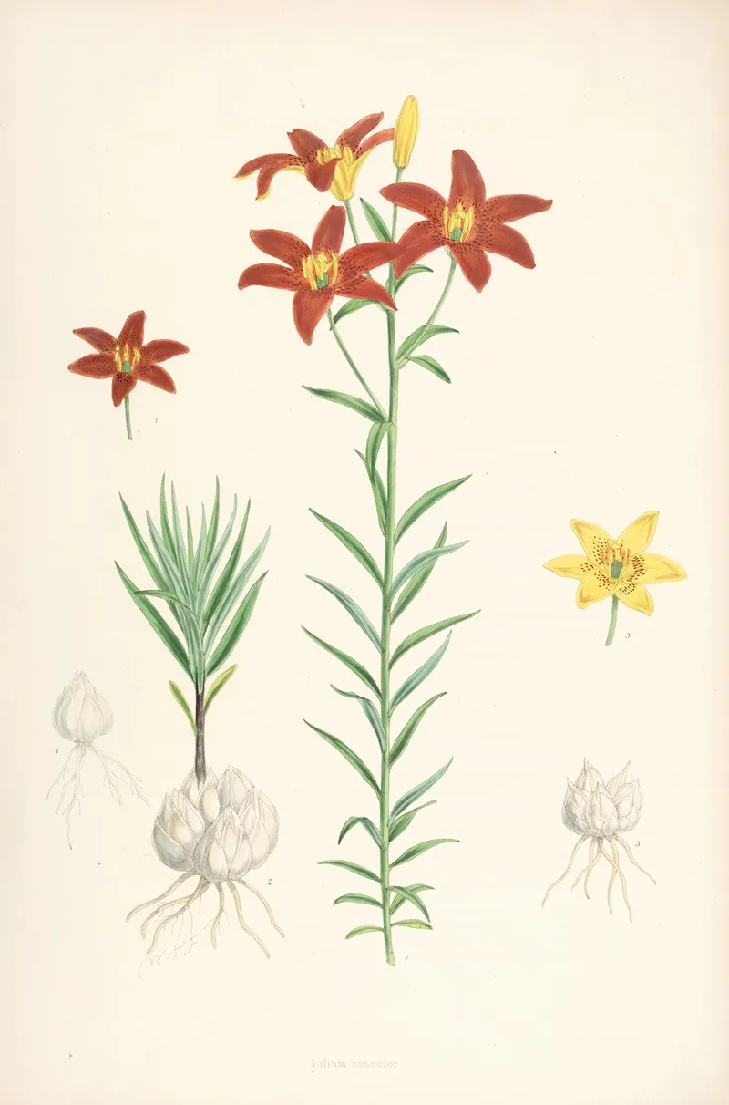 Lilium Concolor Wall Art by Walter Hood Fitch - High-Resolution Digital Print