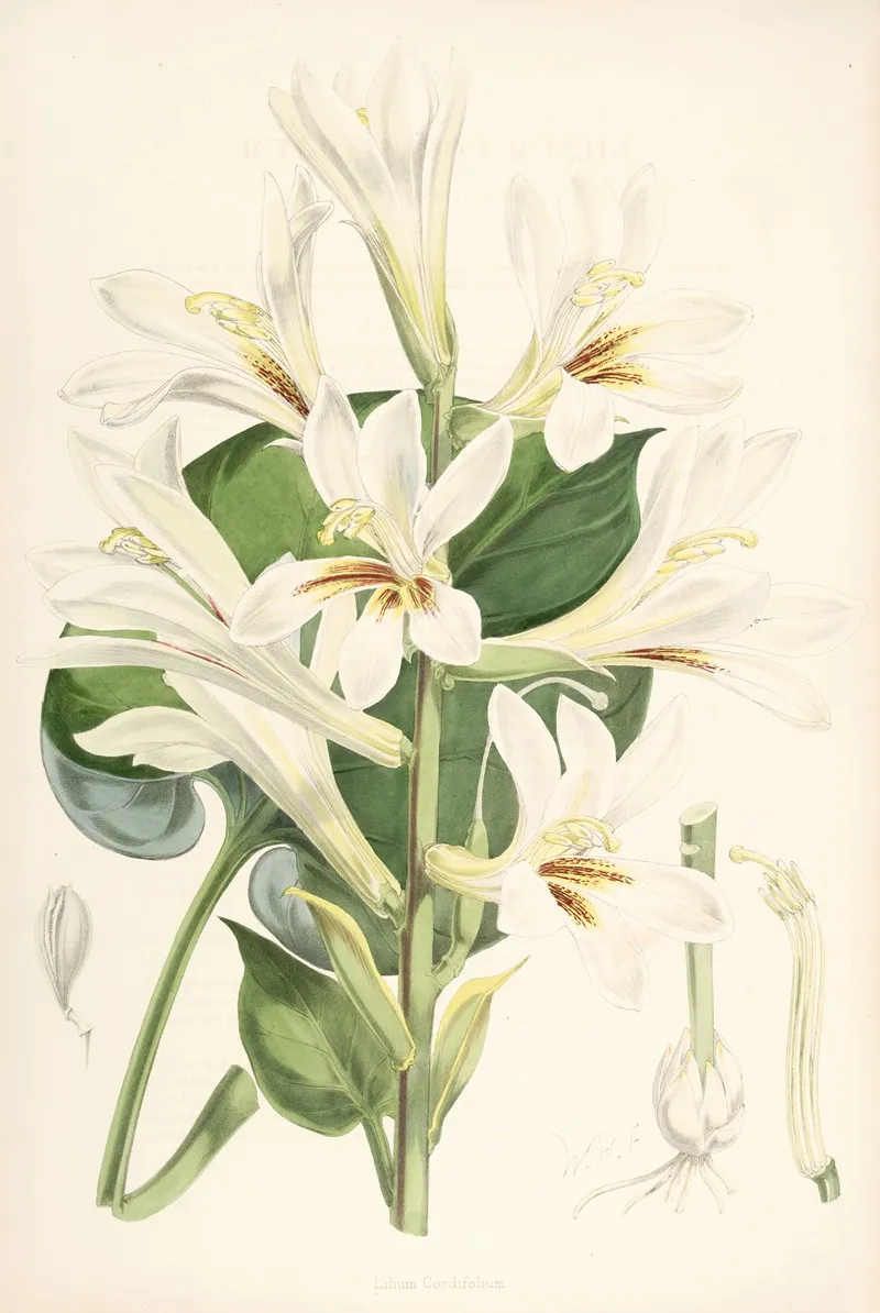Lilium Cordifolium Wall Art by Walter Hood Fitch - High-Resolution Digital Print