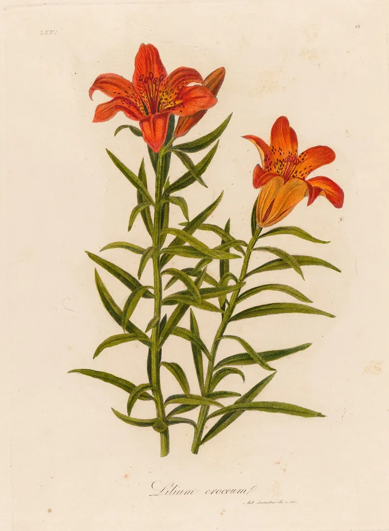 Lilium Croceum 2 Wall Art by Gaetano Savi - High-Resolution Digital Print