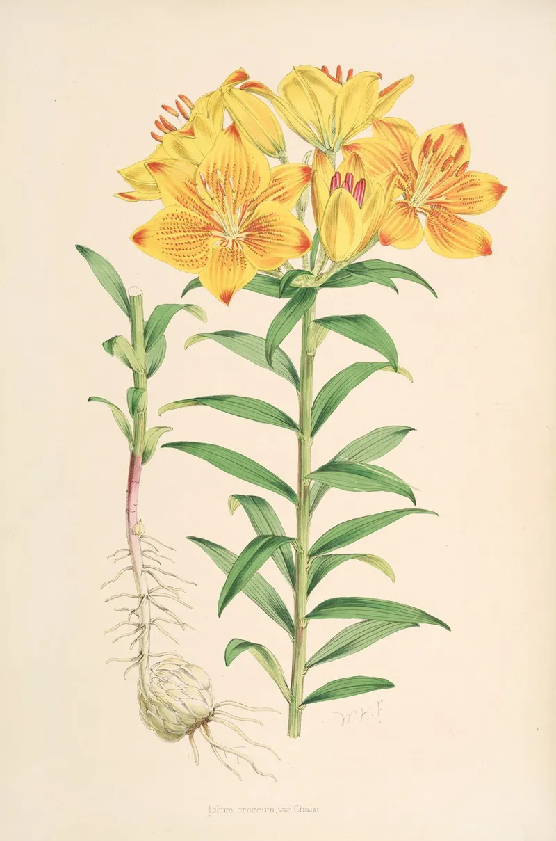 Lilium Croceum Wall Art by Walter Hood Fitch - High-Resolution Digital Print