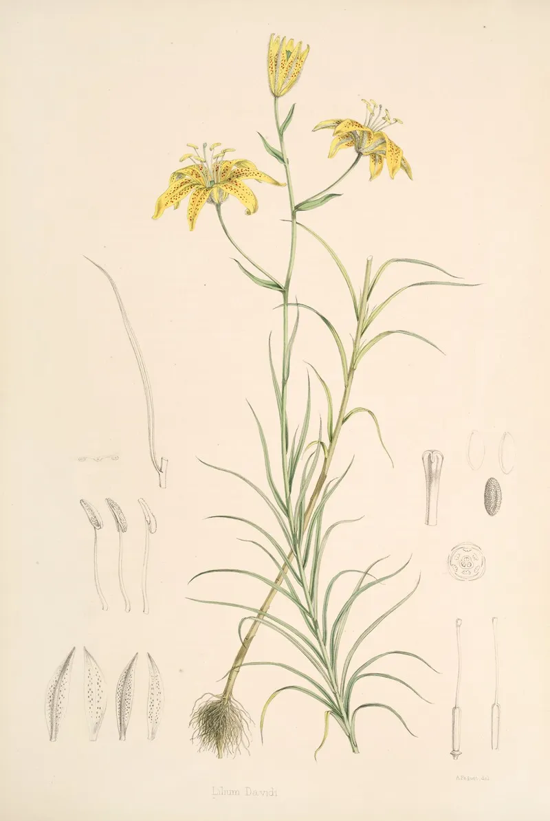 Lilium Davidi Wall Art by Walter Hood Fitch - High-Resolution Digital Print