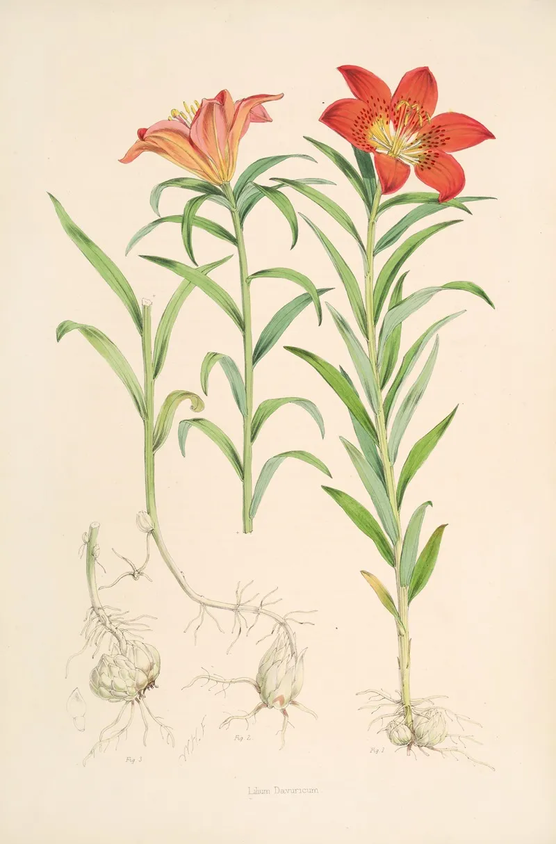 Lilium Davuricum Wall Art by Walter Hood Fitch - High-Resolution Digital Print