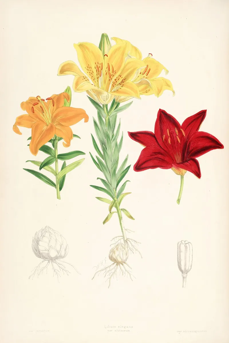 Lilium Elegans Var Alutaceum Wall Art by Walter Hood Fitch - High-Resolution Digital Print