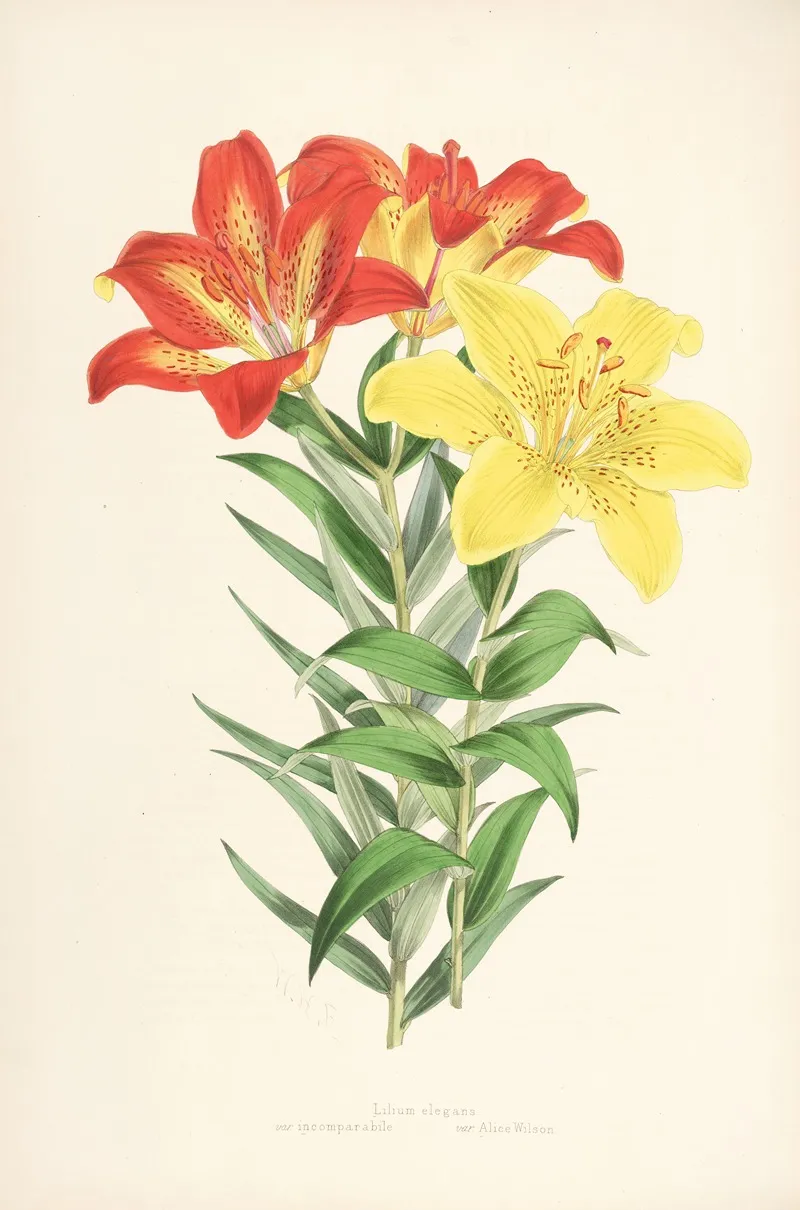Lilium Elegans Var Incomparabile Wall Art by Walter Hood Fitch - High-Resolution Digital Print