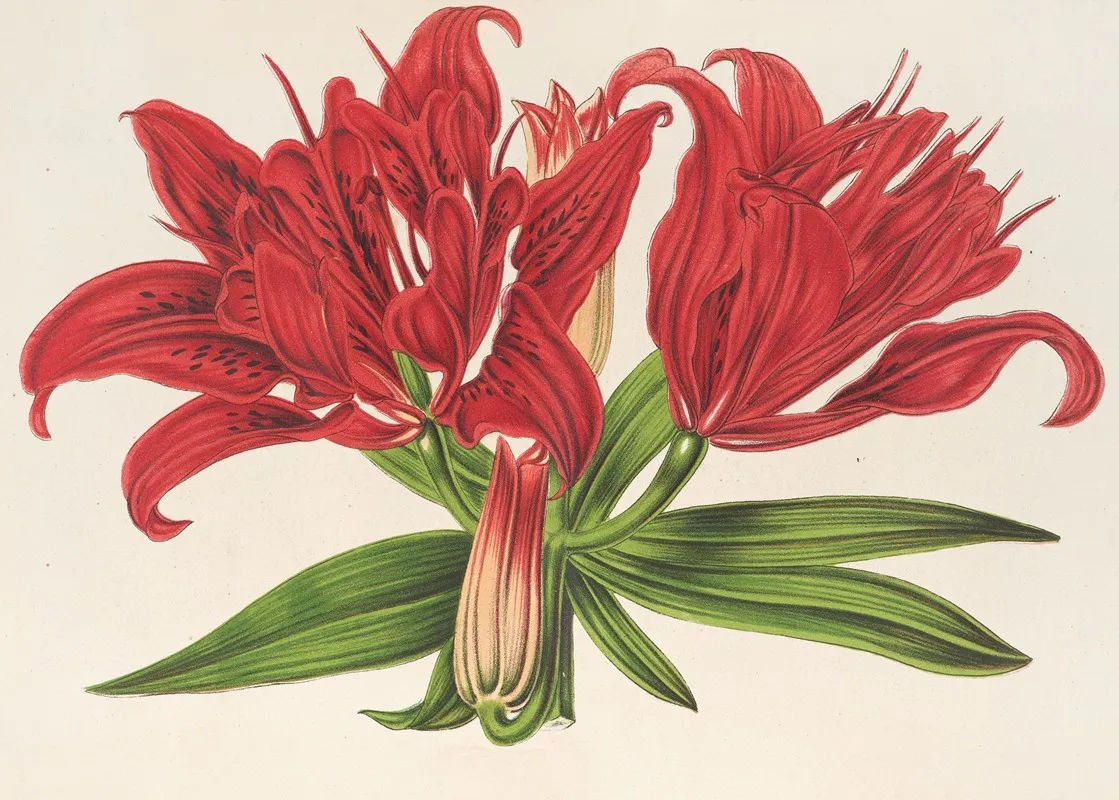 Lilium Fulgens Ch Morr Var Staminosum Wall Art by Charles Antoine Lemaire - High-Resolution Digital Print