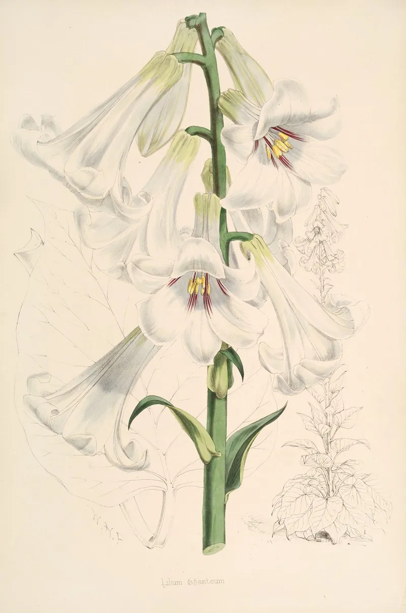 Lilium Giganteum Wall Art by Walter Hood Fitch - High-Resolution Digital Print