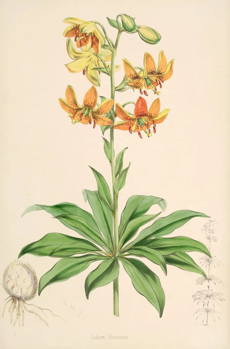 Lilium Hansoni Wall Art by Walter Hood Fitch - High-Resolution Digital Print