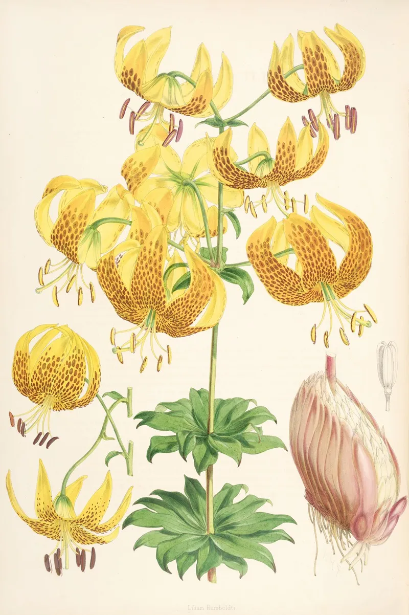 Lilium Humboldti Wall Art by Walter Hood Fitch - High-Resolution Digital Print
