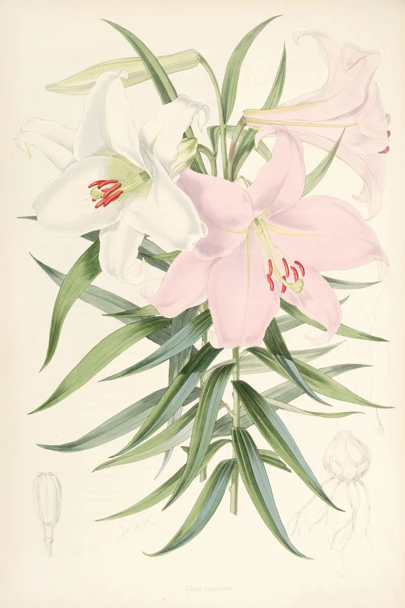 Lilium Japonicum 2 Wall Art by Walter Hood Fitch - High-Resolution Digital Print