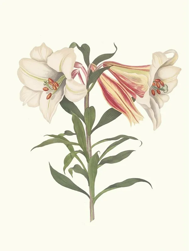 Lilium Japonicum Wall Art by Priscilla Susan Bury - High-Resolution Digital Print