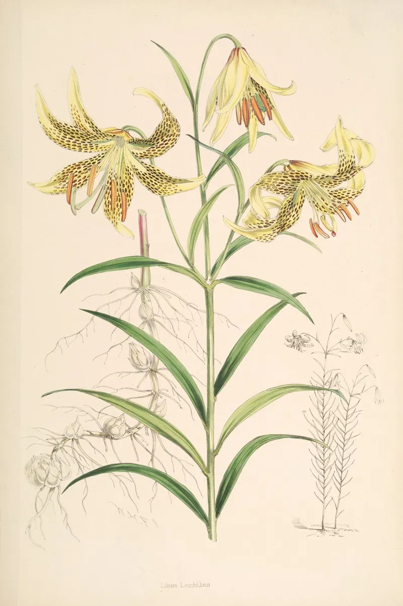 Lilium Leichtlinii 2 Wall Art by Walter Hood Fitch - High-Resolution Digital Print