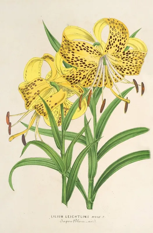 Lilium Leichtlinii Wall Art by Charles Antoine Lemaire - High-Resolution Digital Print