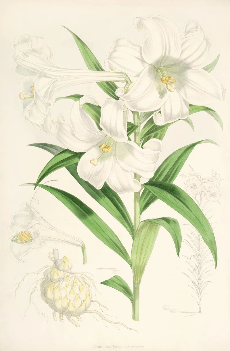 Lilium Lingiflorium Wall Art by Walter Hood Fitch - High-Resolution Digital Print