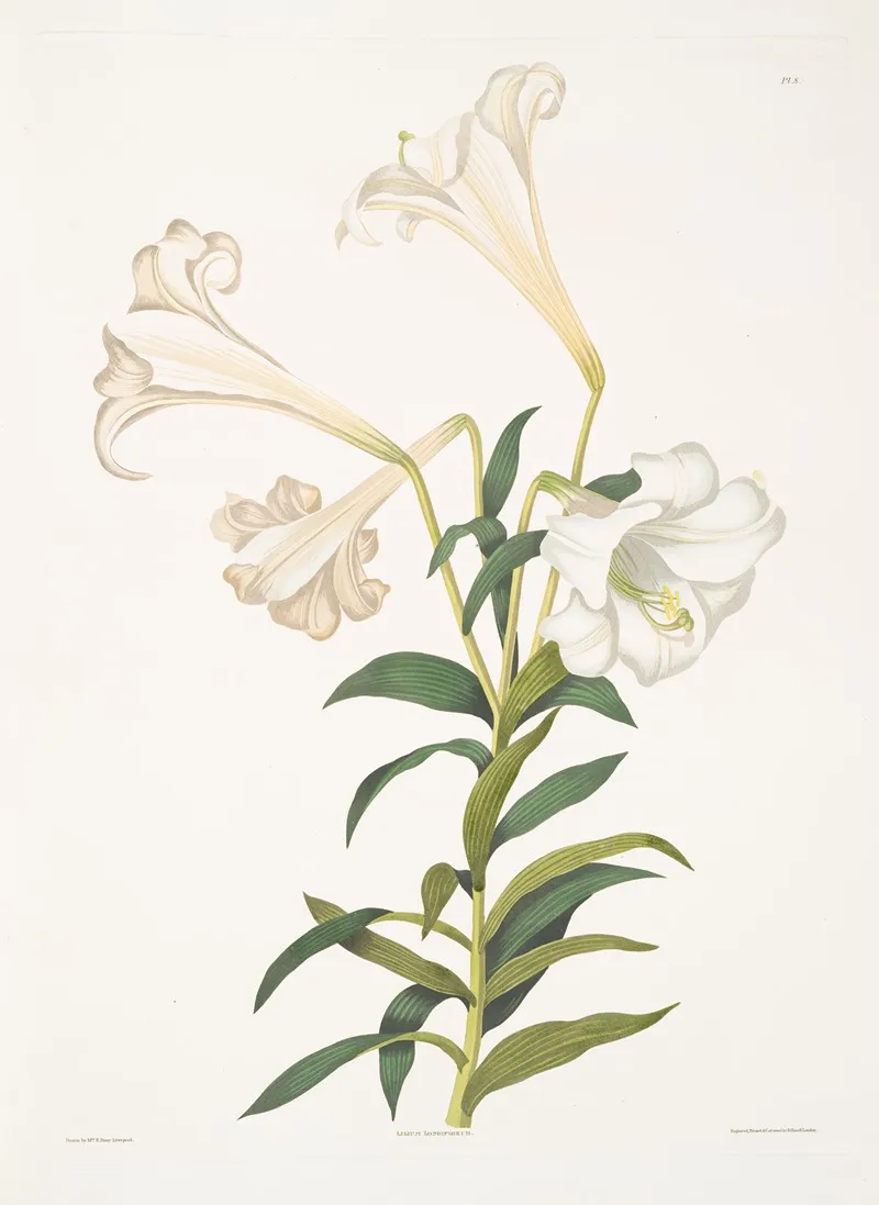 Lilium Longiflorum 2 Wall Art by Priscilla Susan Bury - High-Resolution Digital Print