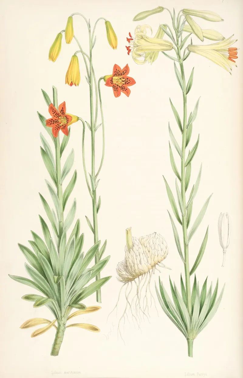 Lilium Maritimum Wall Art by Walter Hood Fitch - High-Resolution Digital Print