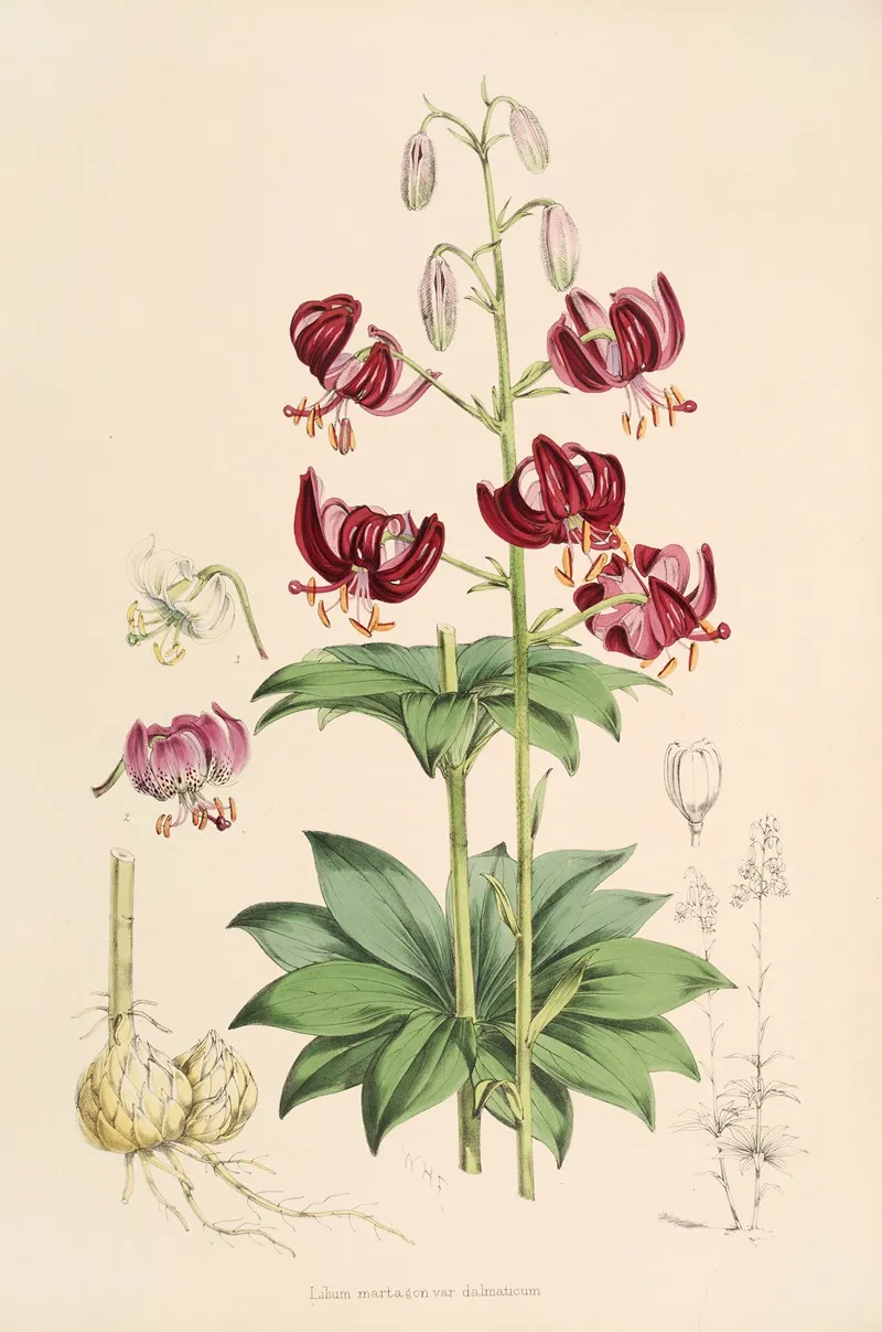 Lilium Martagon Var Dalmaticum Wall Art by Walter Hood Fitch - High-Resolution Digital Print