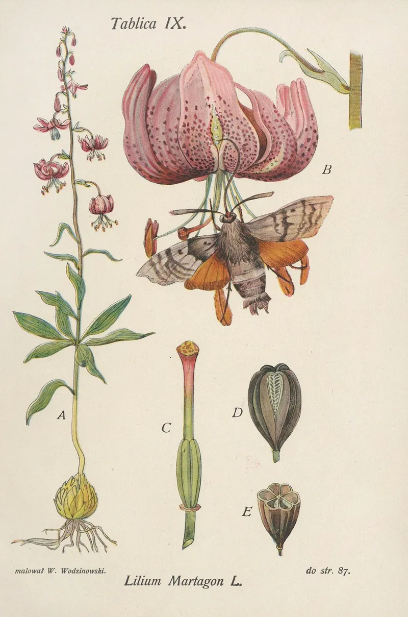 Lilium Martagon Wall Art by Józef Rostafiński - High-Resolution Digital Print