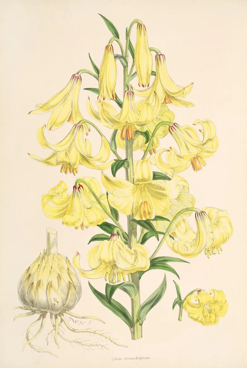 Lilium Monadelphum 2 Wall Art by Walter Hood Fitch - High-Resolution Digital Print