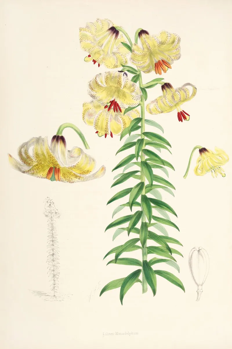 Lilium Monadelphum Wall Art by Walter Hood Fitch - High-Resolution Digital Print