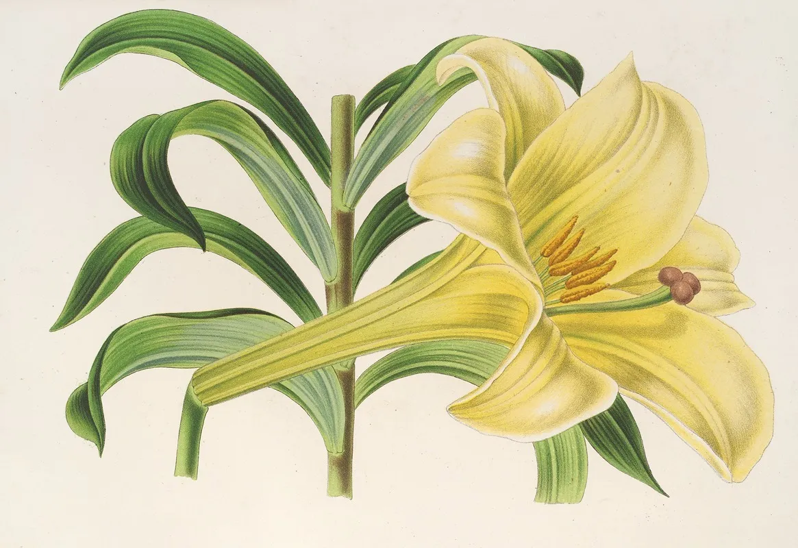 Lilium Neilgerricum Wall Art by Charles Antoine Lemaire - High-Resolution Digital Print