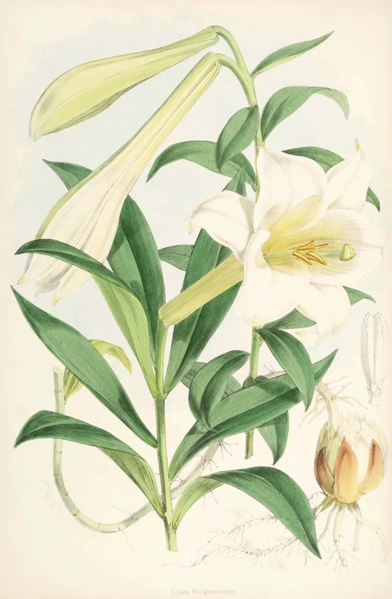 Lilium Neilgherriense Wall Art by Walter Hood Fitch - High-Resolution Digital Print